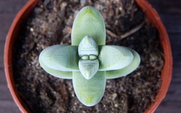 Crassula grisea - tlustice