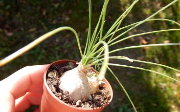 Albuca Augrabies Hill