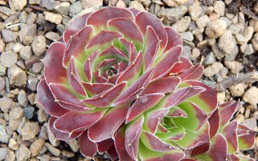 Jovibarba heuffelii Beata succulents