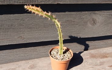 Selenicereus grandiflorus