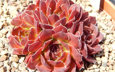 Jovibarba heuffelii Red Hero