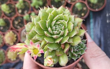 Graptoveria Iona