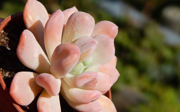 Pachyveria scheideckeri