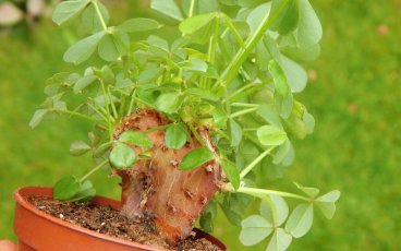 Oxalis peduncularis cristata (Rare)