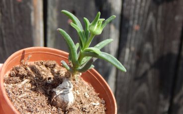 Delosperma bosseranum