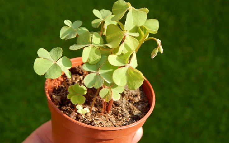 Oxalis articulata var. rubra