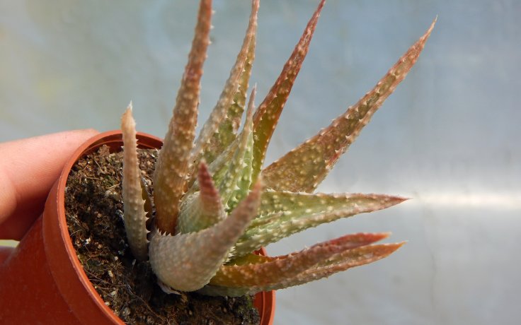 Aloe Toothed Hybrid