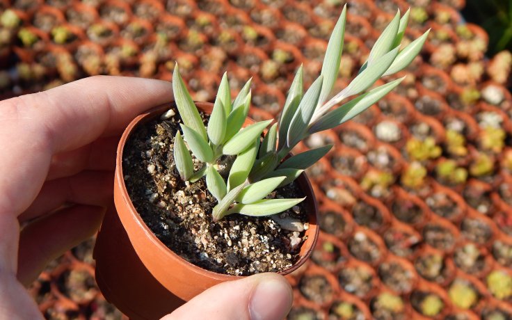 Senecio radicans starček sukulent