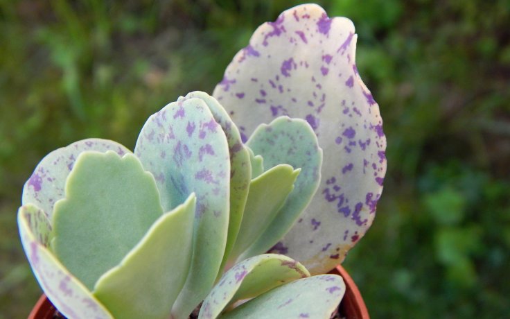 Kalanchoe marmorata - succulents