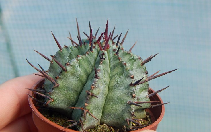 Euphorbia horrida sukulenty a kaktusy