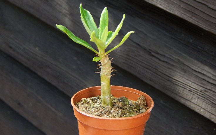 Pachypodium succulentum
