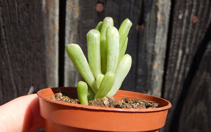 Crassula ovata Gollum variegata - kultivar