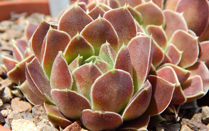 Jovibarba heuffelii Carl von Linne - cultivar