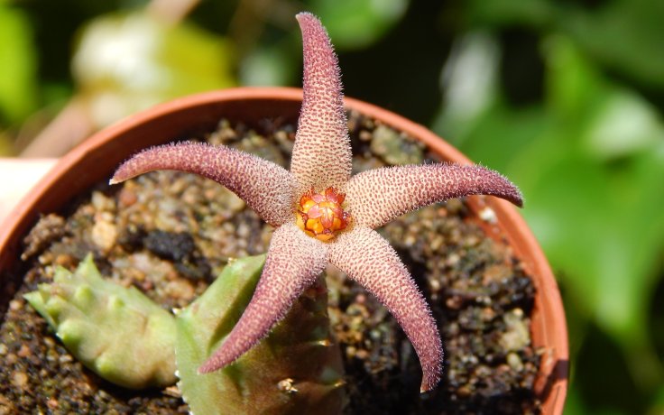 Piaranthus decorus sukulenty