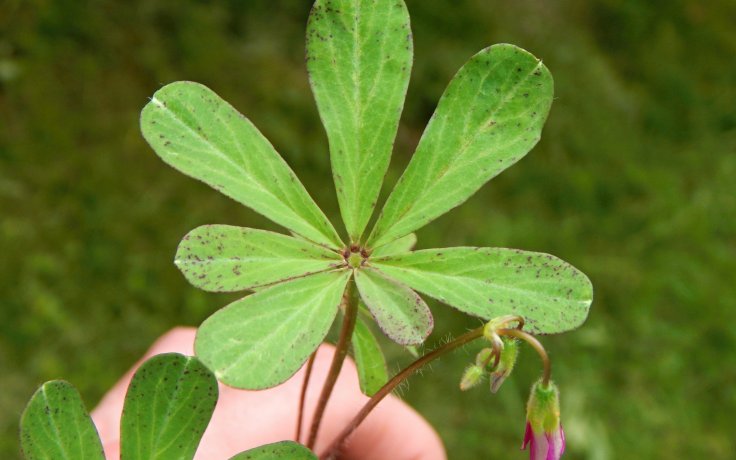 Oxalis lasiandra - šťavel