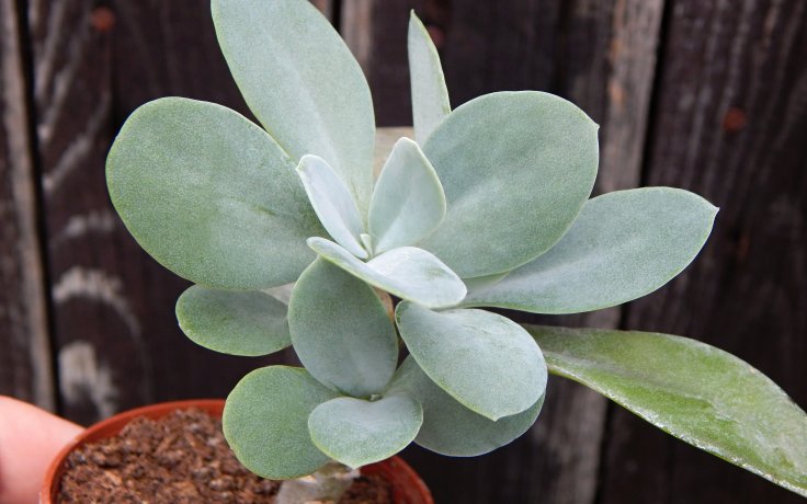 Senecio galpinii - starček