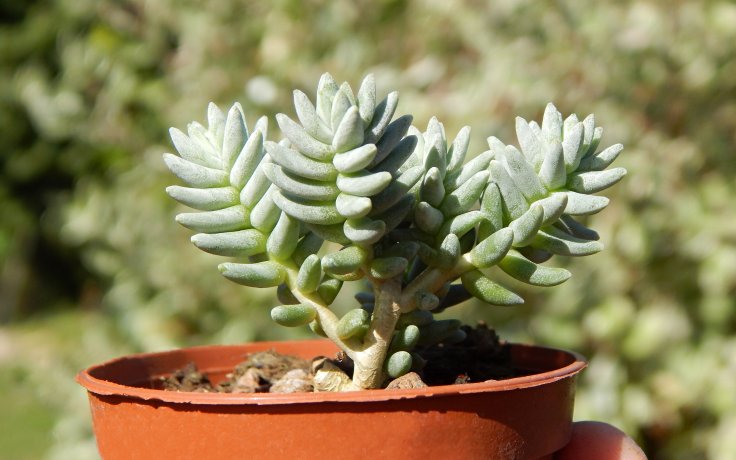 Sedum booleanum (Bílý sukulent)