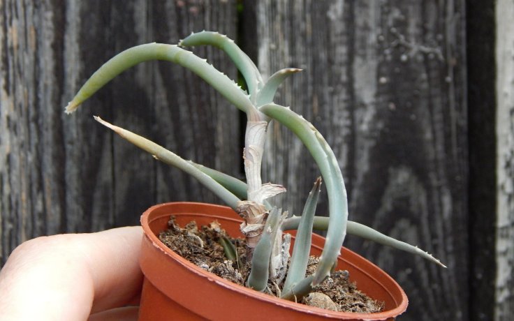 Aloe millotii - succulent