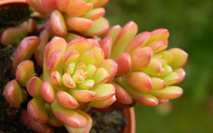 Sedum Joyce Tulloch - zářící sukulent