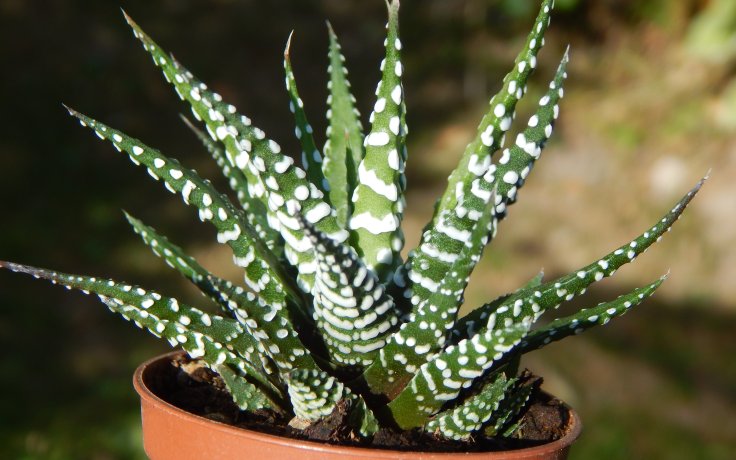 Haworthia fasciata Big Band