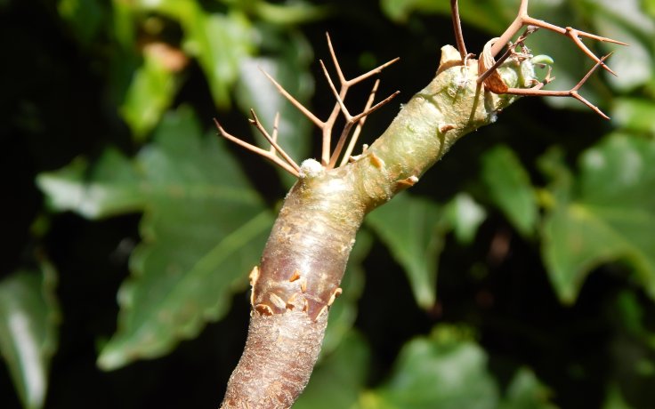 Othonna euphorbioides (Kaudex)