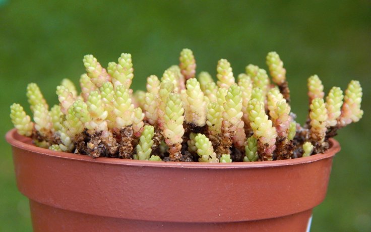 Sedum acre Minor