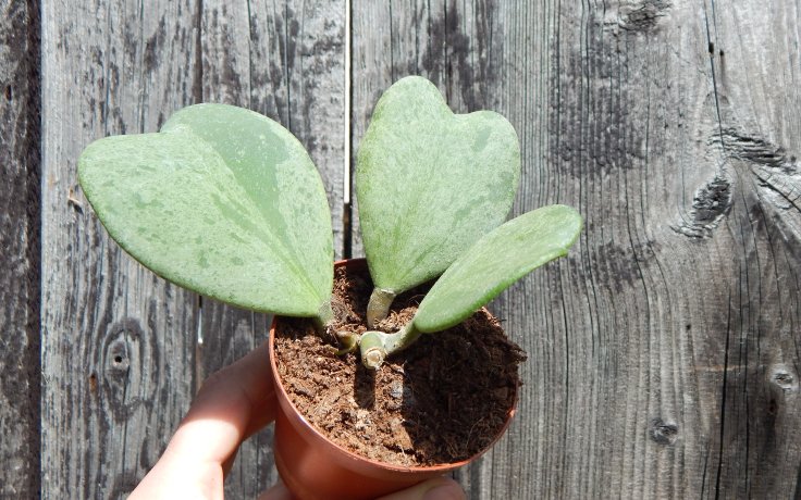 Hoya kerrii Splash