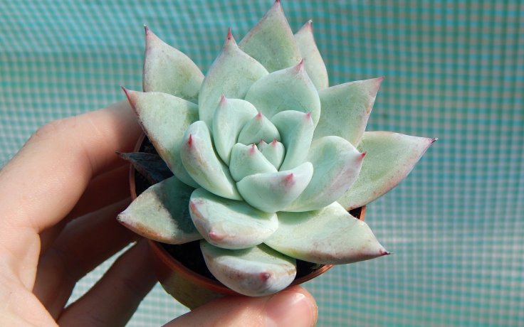 Echeveria Blue-Bird dužnatka