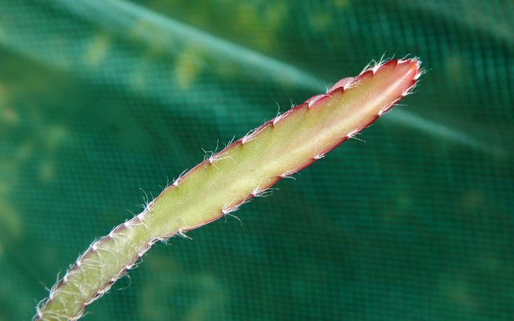 Lepismium cruciforme Red Tip kaktusy