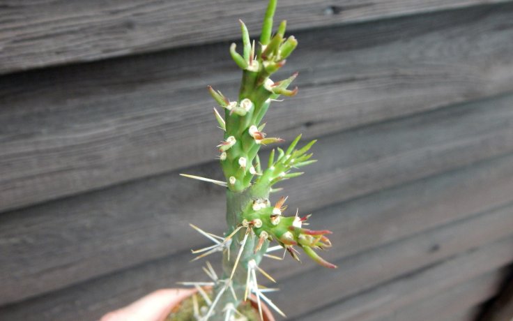 Cylindropuntia kleiniae cactus for garden