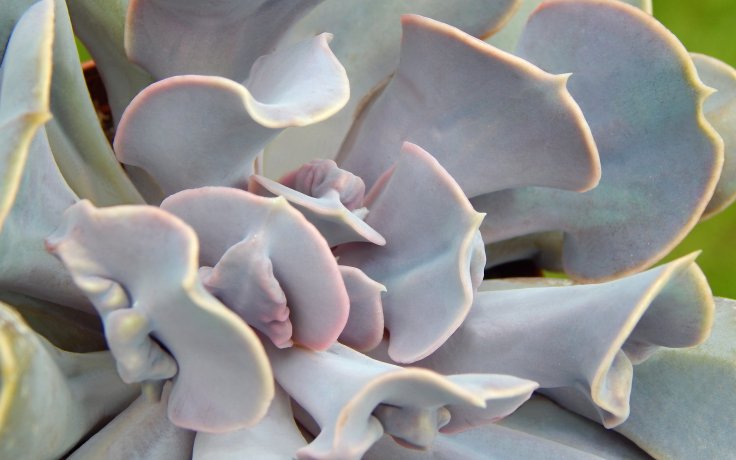 Echeveria Trompette - vzácný sukulent