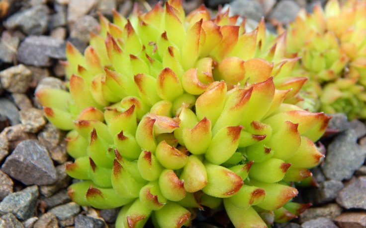 Sempervivum Pelora - hens and chicks