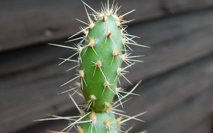 Opuntia erinacea var. columbiana