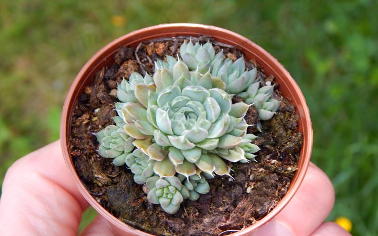 Orostachys spinosus Silver
