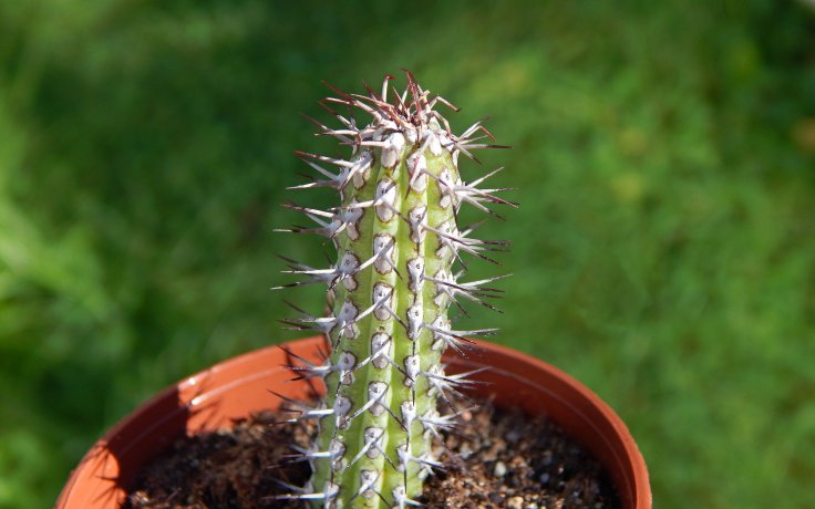 Euphorbia baioensis sukulent s trny