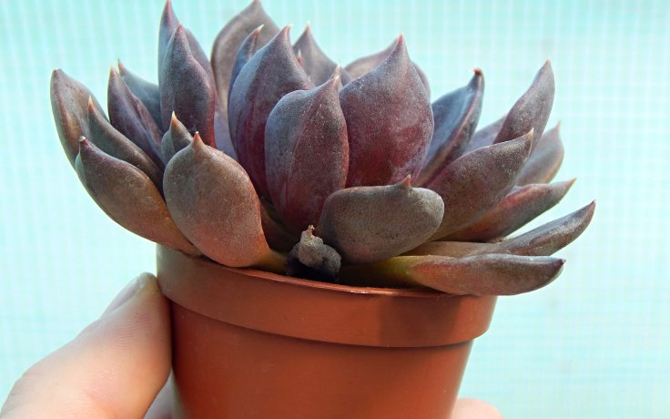Echeveria Black Prince