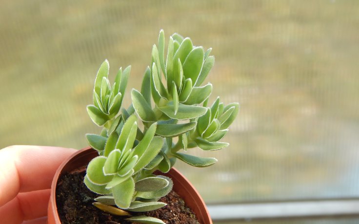 Crassula ciliata Dwarf