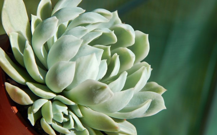 Echeveria Royal Chrysanthemum variegata succulents