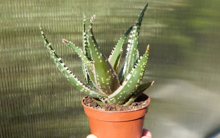 Aloe Confused