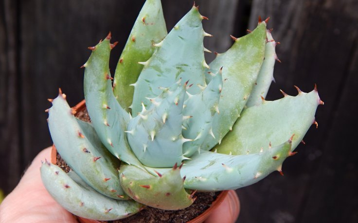 Aloe peglerae pokojovka