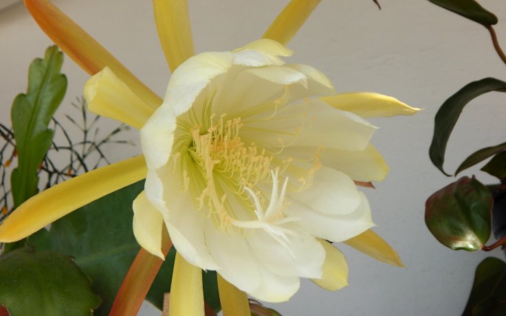 Epiphyllum Beavertail kaktus