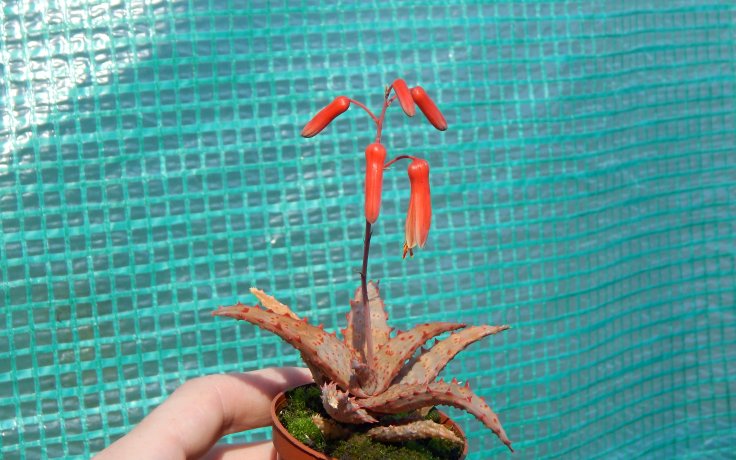 Aloe castilloniae Red květ