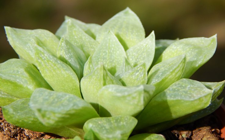 Haworthia turgida var. pallidifolia