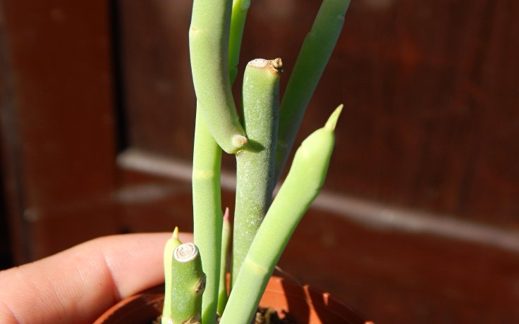 Euphorbia mauritanica pokojovka