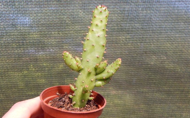 Opuntia monacantha kaktus