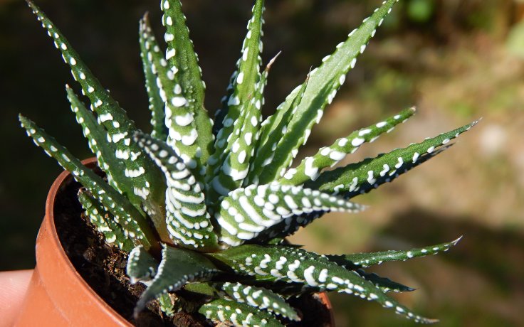 Haworthia Big Band - sukulenty a kaktusy