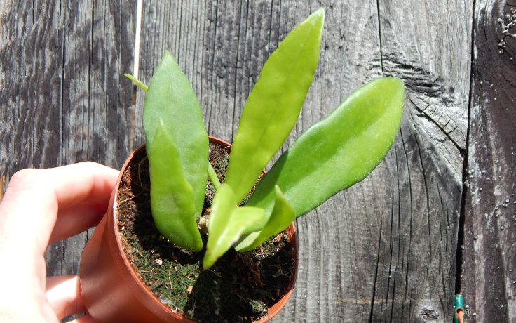 Hoya salweenica