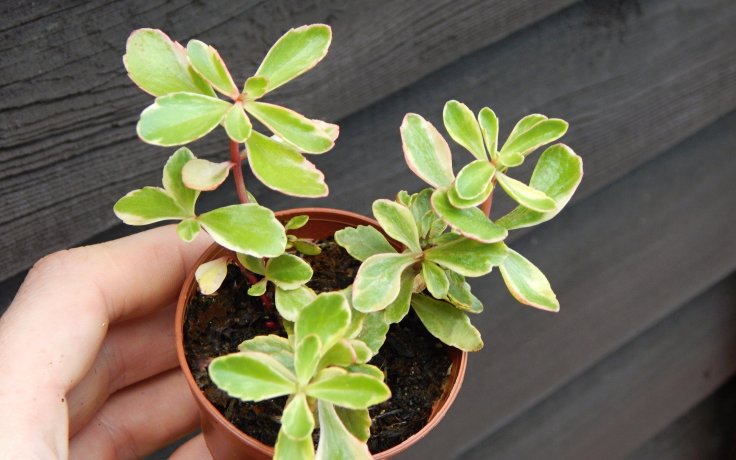 Sedum kamtschaticum variegata (rozchodník)
