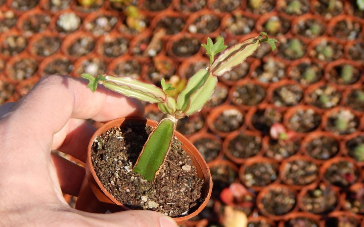 Cissus quadrangularis ďáblova páteř