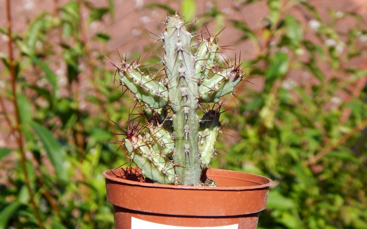 Euphorbia louwii - houseplant to sunlight